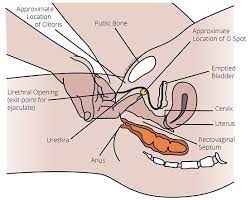 How can a woman squirt by just having oral sex? - Quora