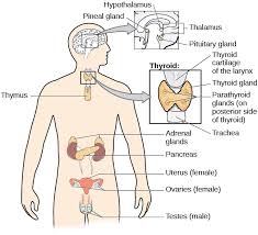 The Endocrine System Introduction To Psychology