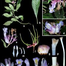 Image result for Eulophia longisepala