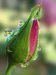 pin by jan arnold on nature dew drops beautiful flowers rose buds