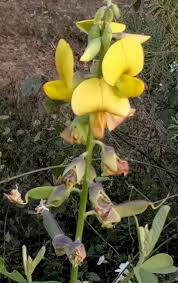 Image result for Crotalaria steudneri