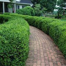 Buxus Microphylla Var Japonica Green Beauty Green Beauty Boxwood From Saunders Brothers Inc