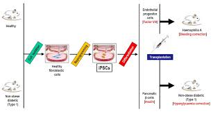 Maybe you would like to learn more about one of these? Induced Pluripotent Stem Cells Therapeutic Applications In Monogenic And Metabolic Diseases And Regulatory And Bioethical Considerations Intechopen