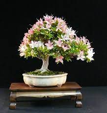 Check spelling or type a new query. Care Guide For The Azalea Bonsai Tree Rhododendron Bonsai Empire