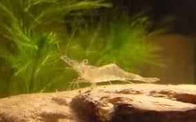 Care Sheet Ghost Shrimp Aquatic Invertebrates Betta Fish Ghost Shrimp Aquarium Fish