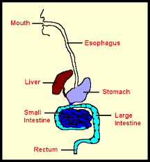 Digestive System Digestive System For Kids Worksheets For Kids Digestive System