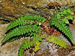 Image result for Polystichum sinense