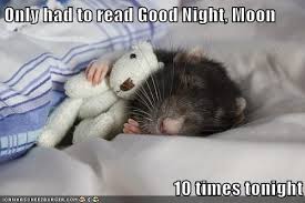 Ahhhhhhh Sleeping Animals Cute Rats Funny Animals