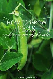 How To Grow Peas In Your Vegetable Garden Growing Peas Peas Vegetable Garden