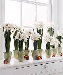 Pure Style Home Forcing Paperwhites Narcissus Bulbs Paperwhites Narcissus Bulbs White Flowers