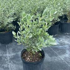 Image result for Conocarpus