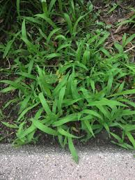 Image result for Leersia