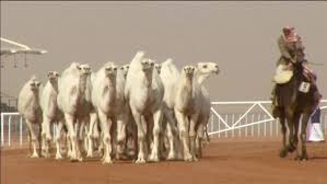 So, the answer is how many camels do you want for what you're offering. The Camel Beauty Pageant In Saudi Arabia Worth Millions In Prize Money Abc News