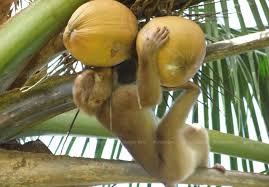 If you really want to disable all. Monkey Picked Coconut Boycott Spreads