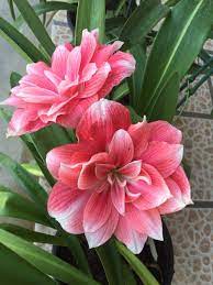 Double Dream Amaryllis Plant Amaryllis Flowers Beautiful Flowers