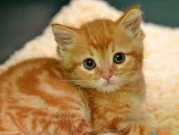 Tabbycat Baby Cats Kittens Cutest Cats