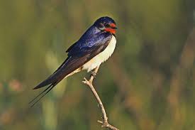 Image result for Swallow