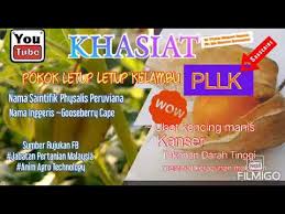 Khasiat dan kegunaan pokok bunga kantan. Khasiat Pokok Letup Letup Kelambu Efficafy Of Gooseberry Cape Tree Kanser Cancer Diabetes Me Youtube
