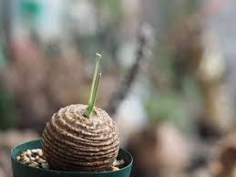 Image result for Trochomeria polymorpha