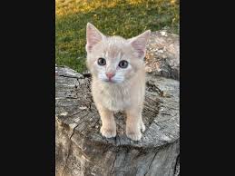 At kenwood pet clinic we have a knowledgeable and friendly staff with expertise in a number of specialties. Westgate Pet Clinic Voted Best Veterinary Clinic In Edina 2014 Edina Mn Patch