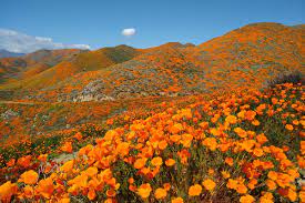 Feb 14, 2020 / 08:31 am pst a poppy field superbloom in the hills above lake elsinore after an unusually wet start to 2019. California Superbloom 2019 Walker Canyon By Lake Elsinore Contemporarynomad Com