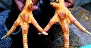 Burung perkutut buntel mayit ciri yang bisa kita lihat pada variasi burung perkutut buntel mayit merupakan,di bagian sayapnya terdapat bulu yang seberapa jauh anda mengetahui katuranggan burung perkutut? Bangkok Boss Kaki Ayam Unggulan