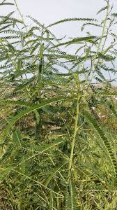 Image result for Sesbania sesban