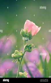 Image result for Wissadula amplissima