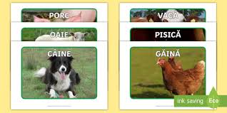 Animale domestice/sălbatice clădiri/repere fundaluri/texturi afaceri/finanțe educație mâncare și băutură asistență medicală sărbători obiecte industrial artă natură persoane religie știință tehnologie. Animale Domestice Fotografii De AfiÈ™at Teacher Made