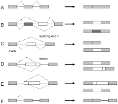 Given the relatively more complex. Mechanism Of Alternative Splicing And Its Regulation Review