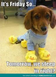 Why do people say it's friday y'all? It S Friday So Funsubstance Cute Animals Funny Animal Pictures Pets
