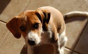 This mix has a medium size. Jack Russell Terrier Mix Beagle Anything Terrier