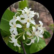 Image result for Holarrhena