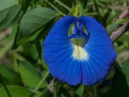 Image result for Clitoria