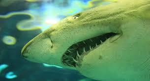 Kopekbaligi Shark Ingilizce Tanitimi Cesitleri Hakkinda Ingilizce Bilgi Nkfu