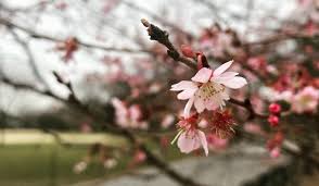 There are many dozens of different cherry tree varieties in japan, most of which bloom for just a few days in spring. It S January And Cherry Blossoms Bloomed In Central Park Secret Nyc