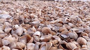 The lowest individual (on the right of this stack) would have been fixed to a hard surface. The Wild And Frisky World Of The Slipper Shell Snail Critterfacts