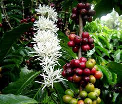 Image result for Coffea