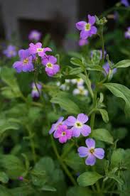 Image result for Malcolmia maritima