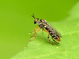 Image result for Tragia rupestris