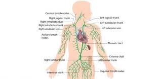Medsurg Immune And Lymphatic System Quiz Proprofs Quiz