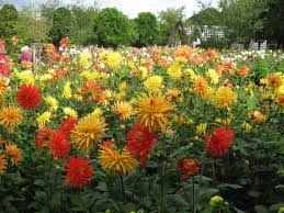 Nachbarn News Lichtenrade Und Seine Nachbarn Grosse Dahlienschau Dahlienfeuer Im Britzer Garten
