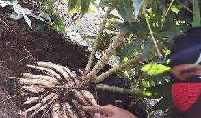 Tentukan iklim yang baik untuk menanam ubi kayu. Cara Nak Tanam Ubi Kayu Supaya Berbuah Banyak Dan Lebat Kartel Dakwah