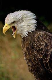 صور نسر خلفيات نسر اجمل الصور نسور خلفيات نسور نسر الملك صور bird photography birds of prey beautiful birds
