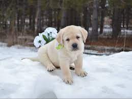 Labrador puppies for sale in the u.s. White Lab Puppies 1 Amazing White Labs English White Lab Puppies