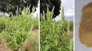 Image result for Cantinoa americana