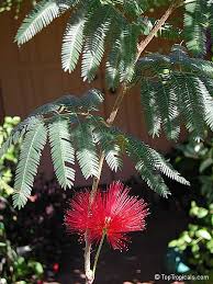 Image result for Calliandra tweedii