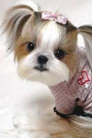 Shih Tzu Female Puppy Very Nice In 2020 Cute Dogs Shih Tzu Shih Tzus