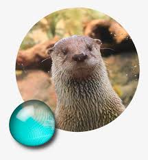Download Mongoose Clipart River Otter Aquarium Of The Bay 766x807 Png Download Pngkit
