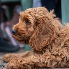 Cara female forever puppy $1,995.00. 135 Red Cockapoo Photos Free Royalty Free Stock Photos From Dreamstime